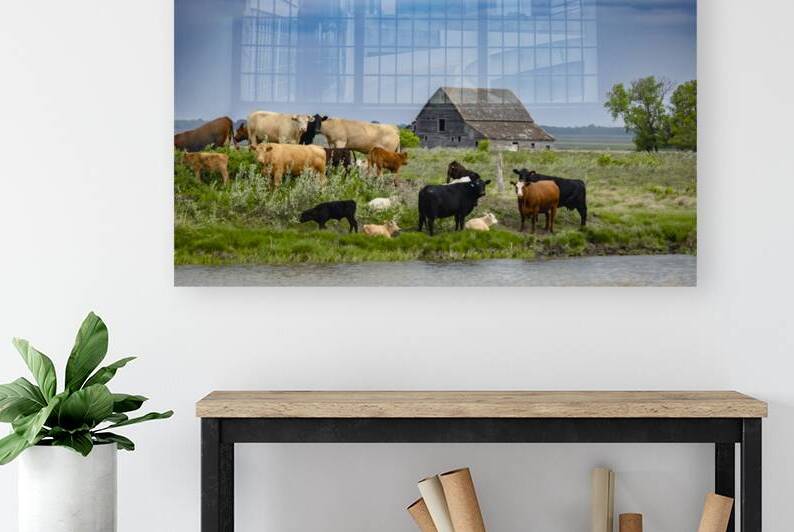 Cattle on a Hill by Marc Gilbert Photography