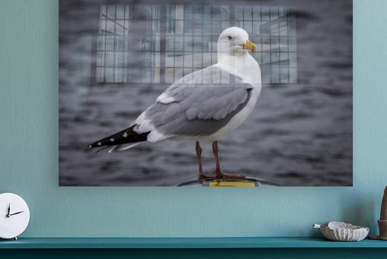 Gull by Marc Gilbert Photography