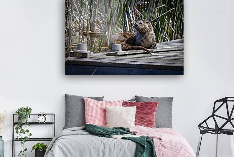 Otter by Marc Gilbert Photography