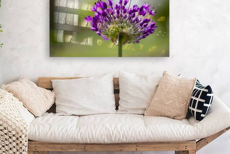 Allium Flower by Marc Gilbert Photography