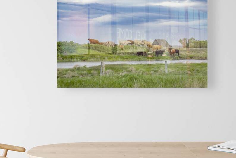 Cattle on a Hill by Marc Gilbert Photography