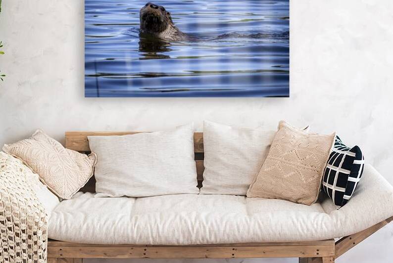 Otter by Marc Gilbert Photography