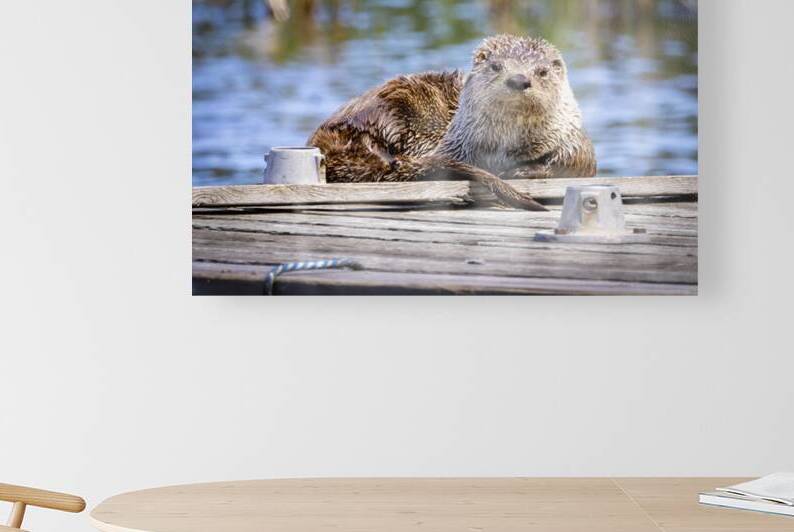 Otter by Marc Gilbert Photography