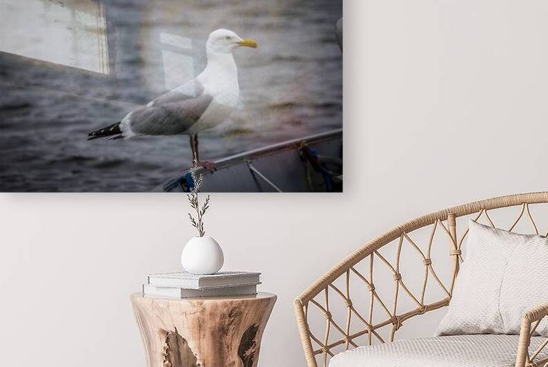 Gull by Marc Gilbert Photography