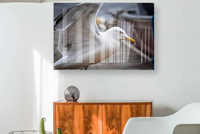 Gull by Marc Gilbert Photography