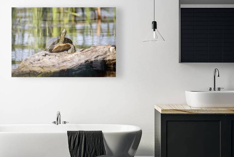 Painted Turtle by Marc Gilbert Photography