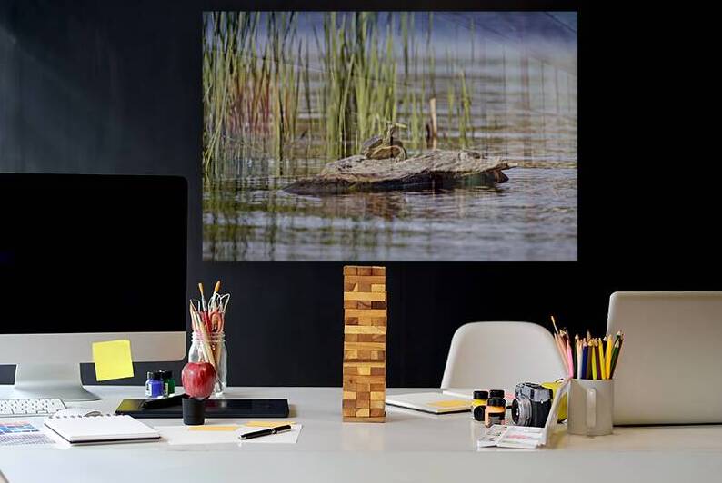 Painted Turtle by Marc Gilbert Photography