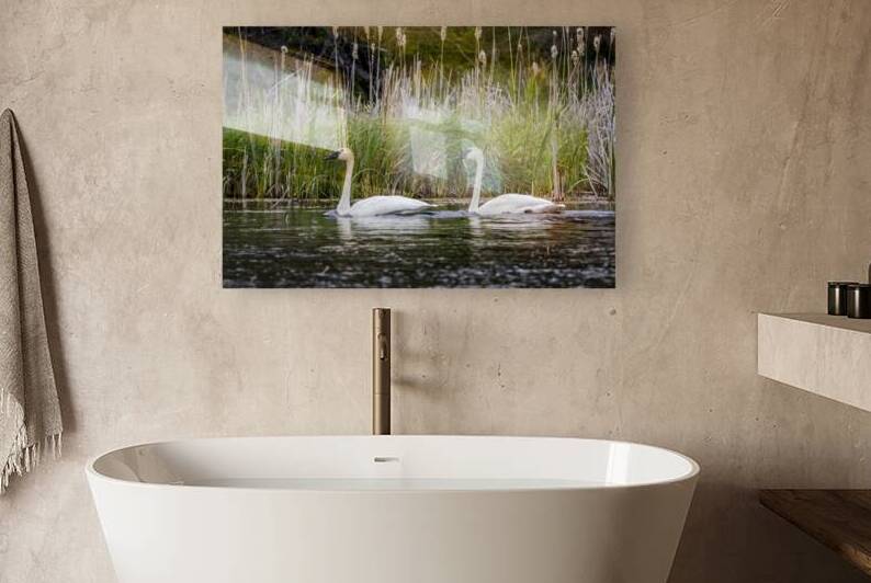 Trumpeter Swans by Marc Gilbert Photography