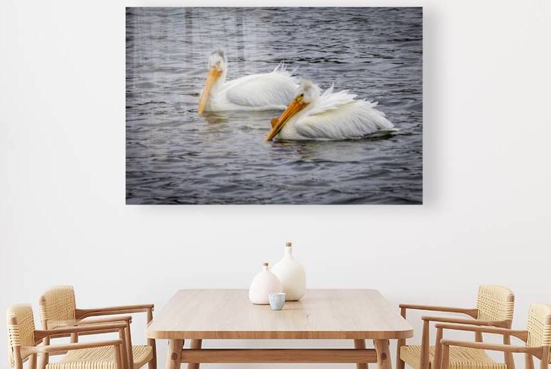 Pelicans by Marc Gilbert Photography