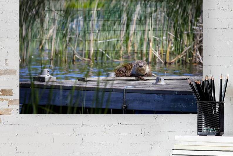 Otter by Marc Gilbert Photography