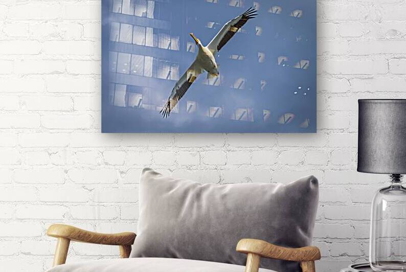 Pelican in Flight by Marc Gilbert Photography