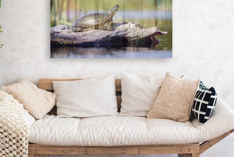 Painted Turtle by Marc Gilbert Photography