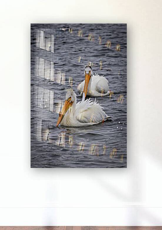 Pelicans by Marc Gilbert Photography