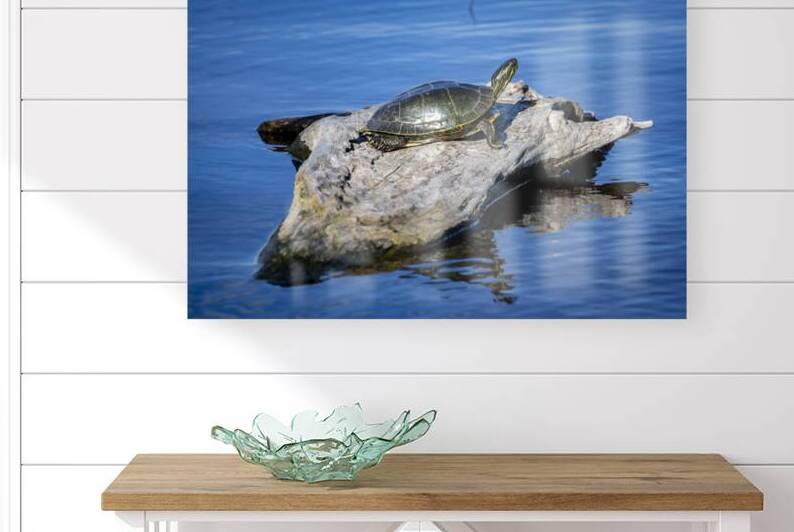 Painted Turtle by Marc Gilbert Photography