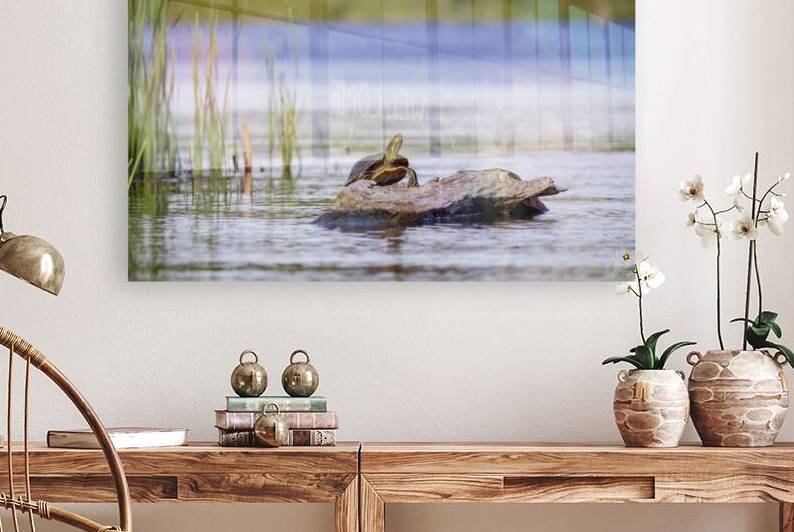 Painted Turtle by Marc Gilbert Photography