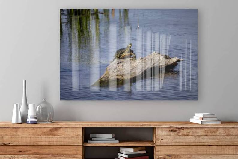 Painted Turtle by Marc Gilbert Photography