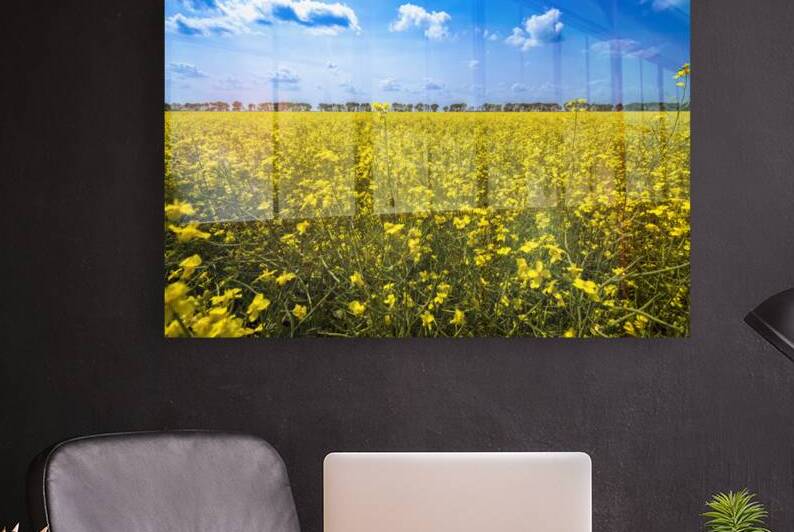 Canola Field by Marc Gilbert Photography