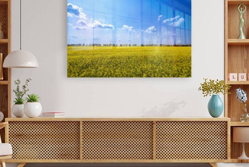 Canola Field by Marc Gilbert Photography