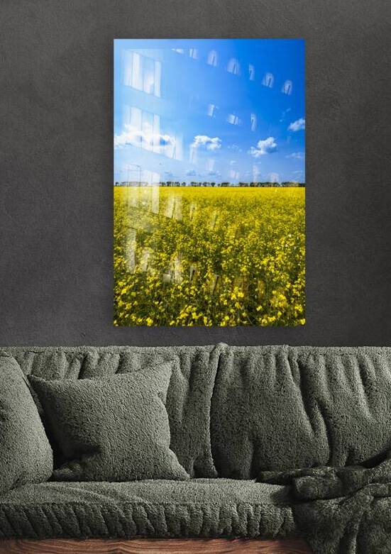 Canola Field by Marc Gilbert Photography