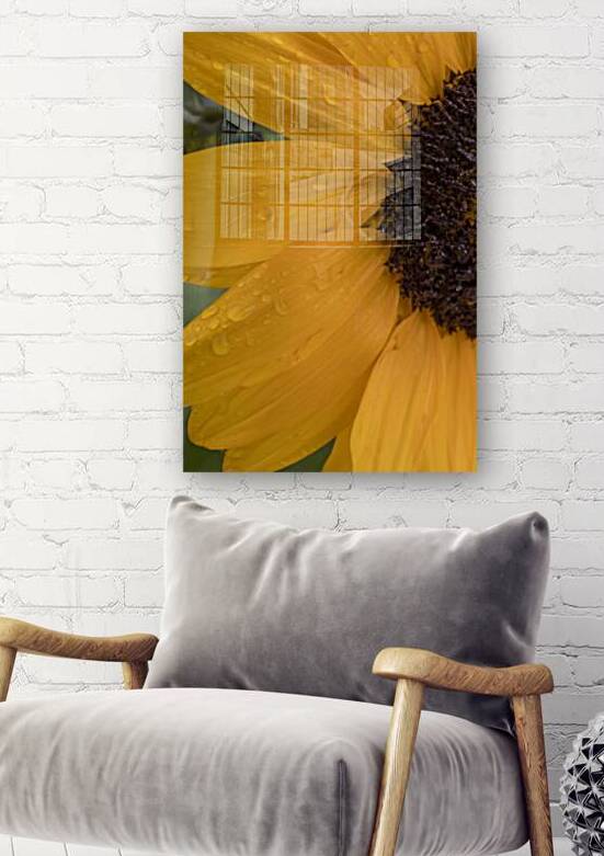 Sunflower by Marc Gilbert Photography