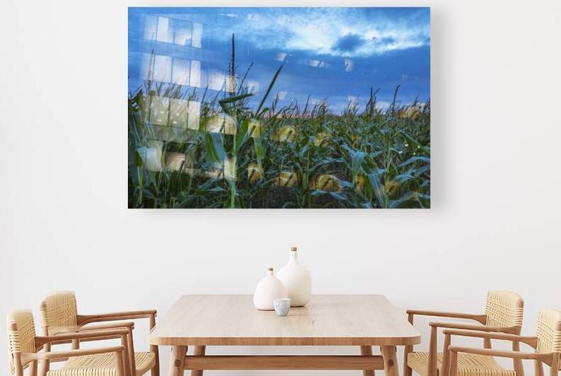Cornfield at Sunset by Marc Gilbert Photography