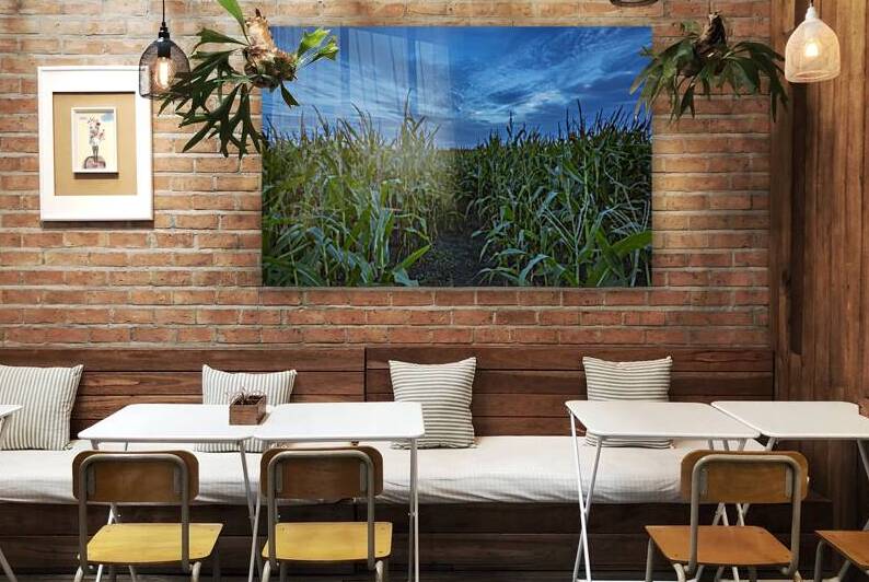 Cornfield at Sunset by Marc Gilbert Photography