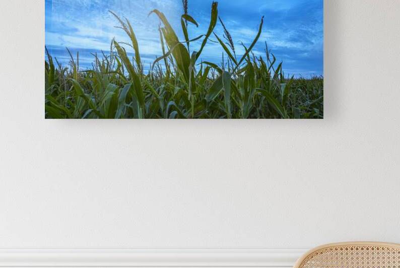 Cornfield at Sunset by Marc Gilbert Photography