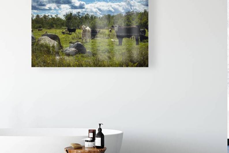 Cattle in Pasture by Marc Gilbert Photography