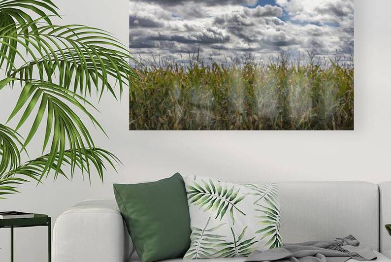 Cornfield Under a Cloudy Day by Marc Gilbert Photography