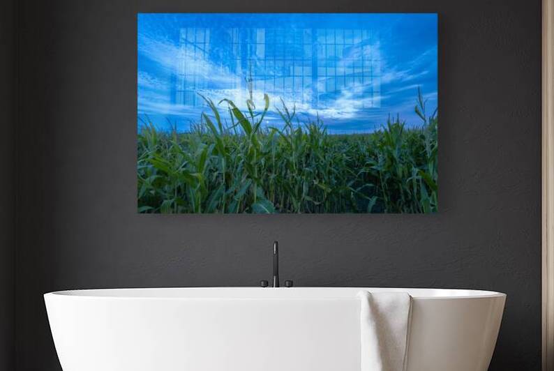 Cornfield at Sunset by Marc Gilbert Photography