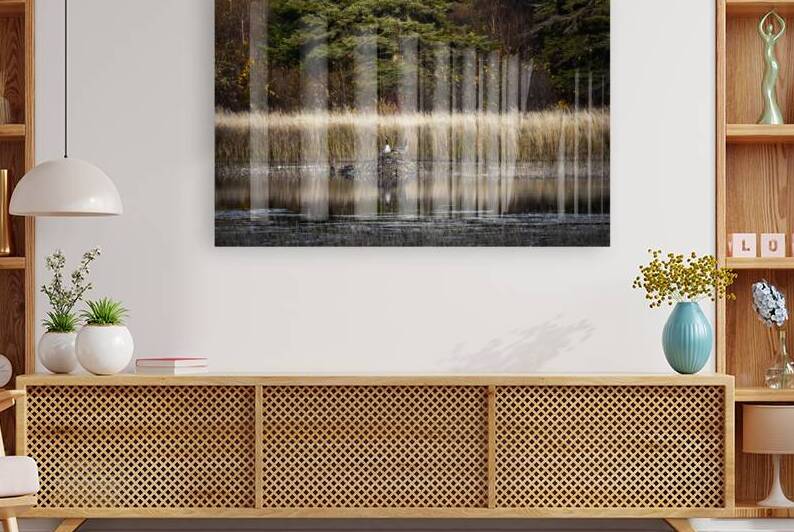 Geese Atop Beaver Hut by Marc Gilbert Photography