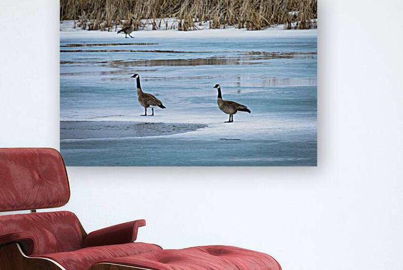 Geese During Spring Thaw by Marc Gilbert Photography