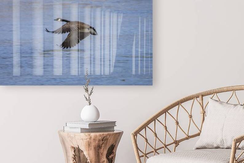 Goose in Flight by Marc Gilbert Photography