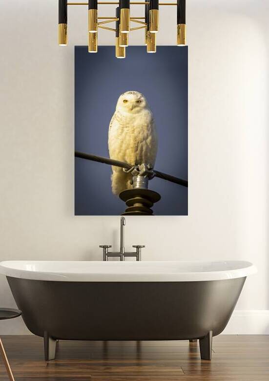 Snowy Owl in the Sun by Marc Gilbert Photography