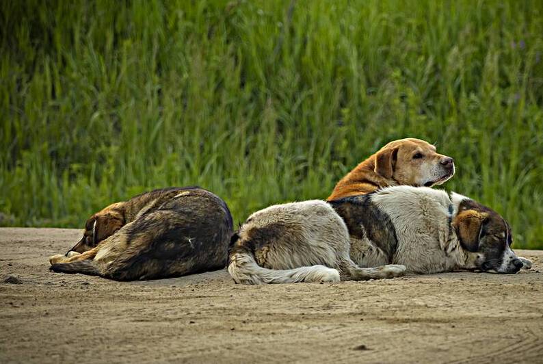 Rez Dogs by Marc Gilbert Photography