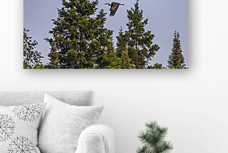 Blue Heron Over the Canopy by Marc Gilbert Photography