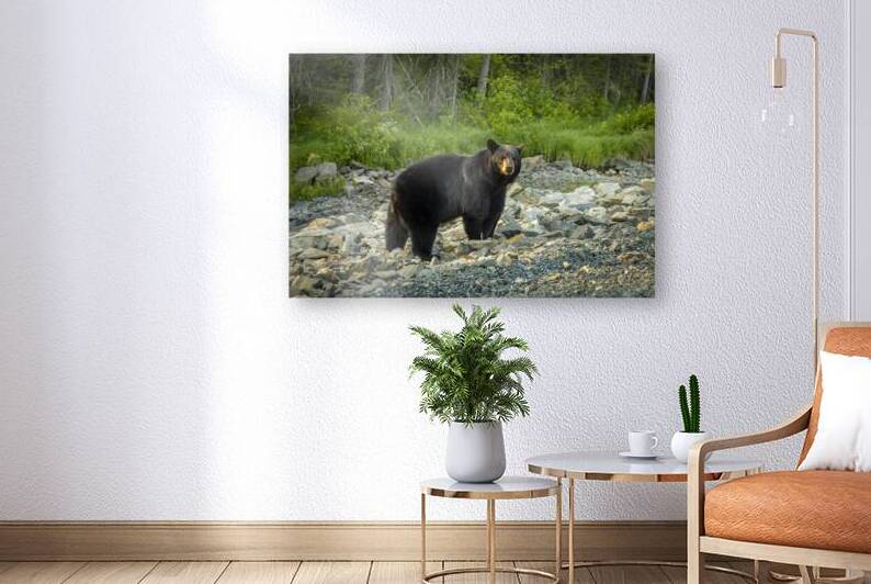 Mama Bear by Marc Gilbert Photography