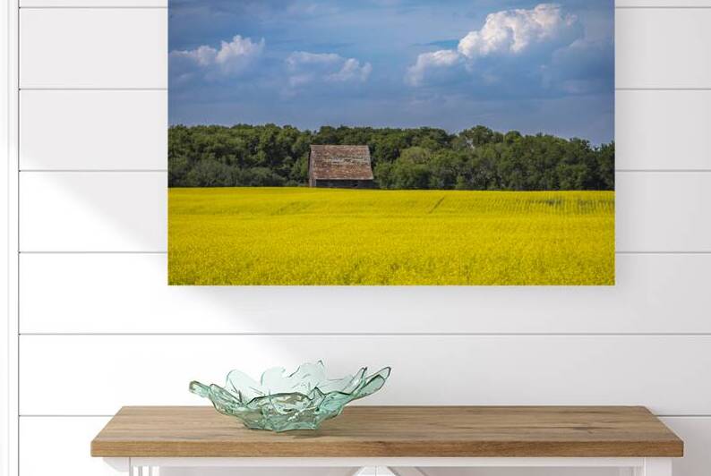 Old Barn and Canola Field by Marc Gilbert Photography
