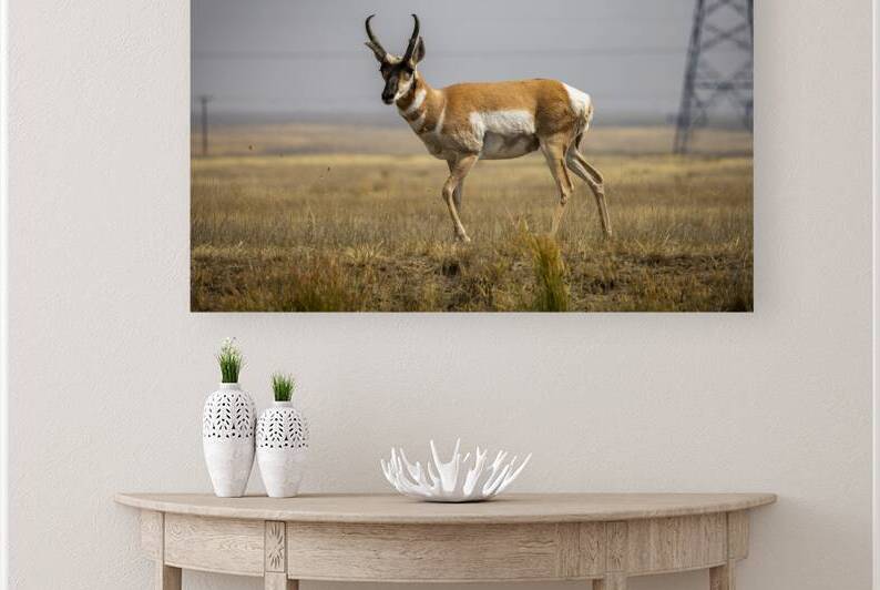 Pronghorn Antelope by Marc Gilbert Photography