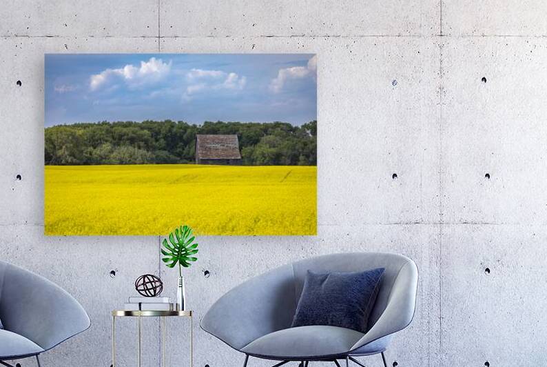 Old Barn and Canola Field by Marc Gilbert Photography