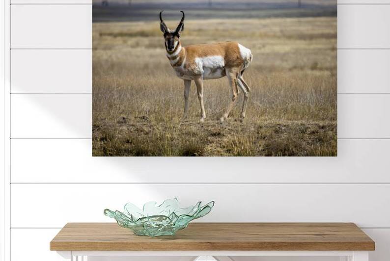 Pronghorn Antelope by Marc Gilbert Photography
