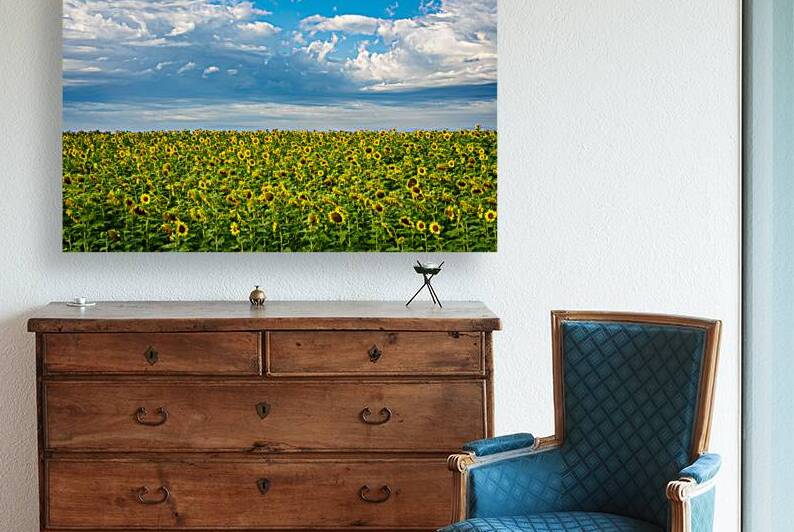 Sunflowers on a Cloudy Day by Marc Gilbert Photography