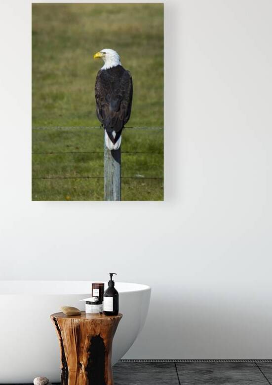 Eagle on a Fence by Marc Gilbert Photography