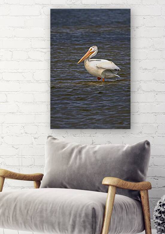 Pelican Contemplation by Marc Gilbert Photography