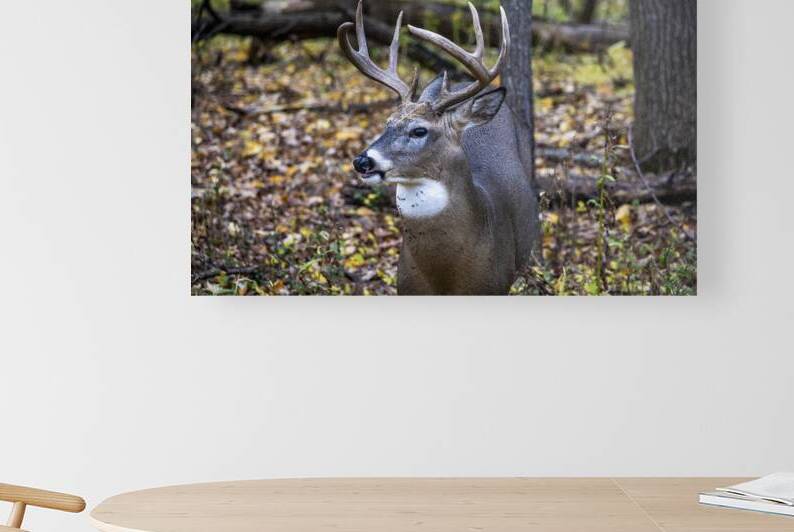 Antlers and Autumn: A Portrait of Natures Beauty by Marc Gilbert Photography