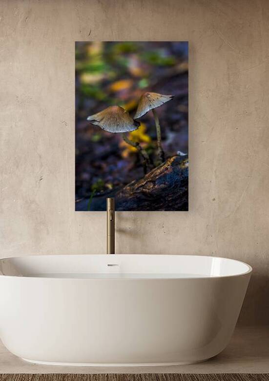 Witchy Mushrooms by Marc Gilbert Photography