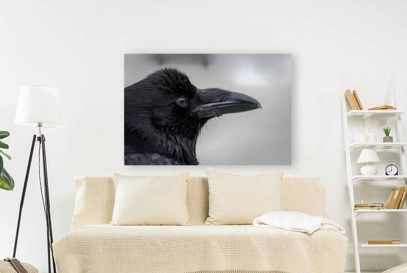 Raven Profile by Marc Gilbert Photography