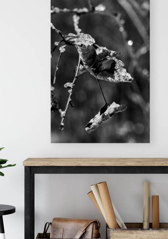 Frosted Edges by Marc Gilbert Photography