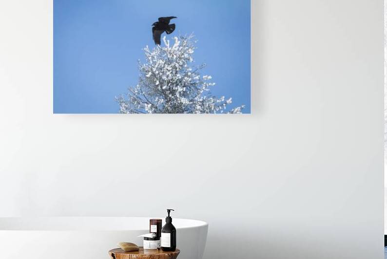 Winter Flight by Marc Gilbert Photography