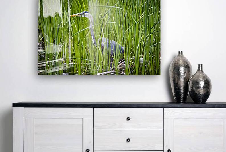 Blue Heron in Tall Grass by Marc Gilbert Photography